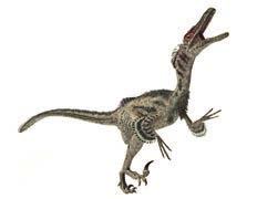 Velociraptor Carnivorous