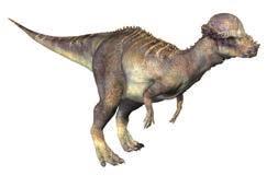 Pachycephalosaurus Herbivorous