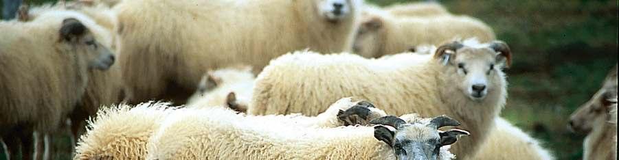 Lambs in