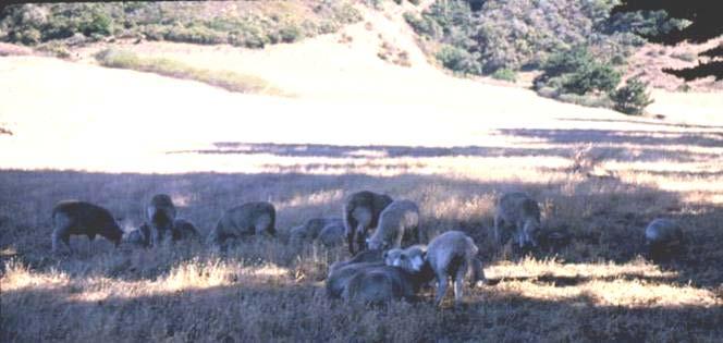 The S s of Late Summer Ram Management Shear Shade and Sand Salt and water Semen test