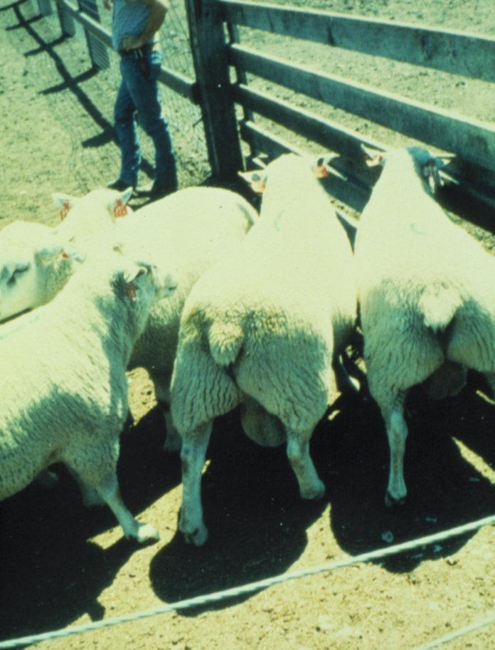 Colorado study, 1989 Comparison of lamb crops in two flocks: One with rams that