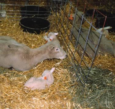 4. Allows for sorting of ewes according to stage of pregnancy or