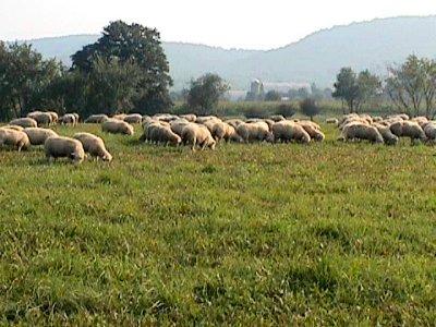 Late summer / early fall Last spring s lambs