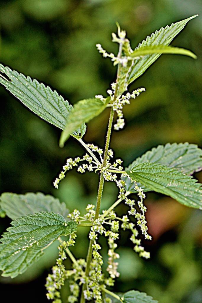 STINGING NETTLE Stinging Nettle, Urtica dioica Stinging Nettle is so named because it has trichomes on the leaves and stems, which are hollow stinging hairs.