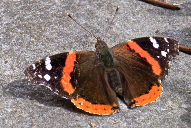 RED ADMIRAL No, I m not talking about an Admiral in the Russian Navy, but a distinctive redbarred pattern on the wings of a lively, active and fast moving butterfly.