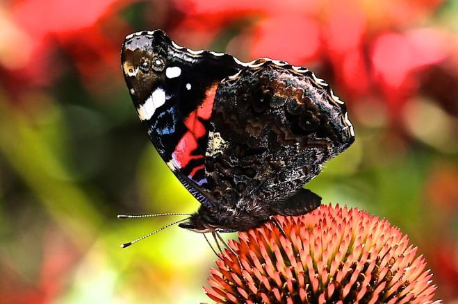However, this fellow is also Red Admiral, Vanessa atalanta resting on rock seen from Canadian subarctic to Central American highlands and in the same type of climate in Eurasia.