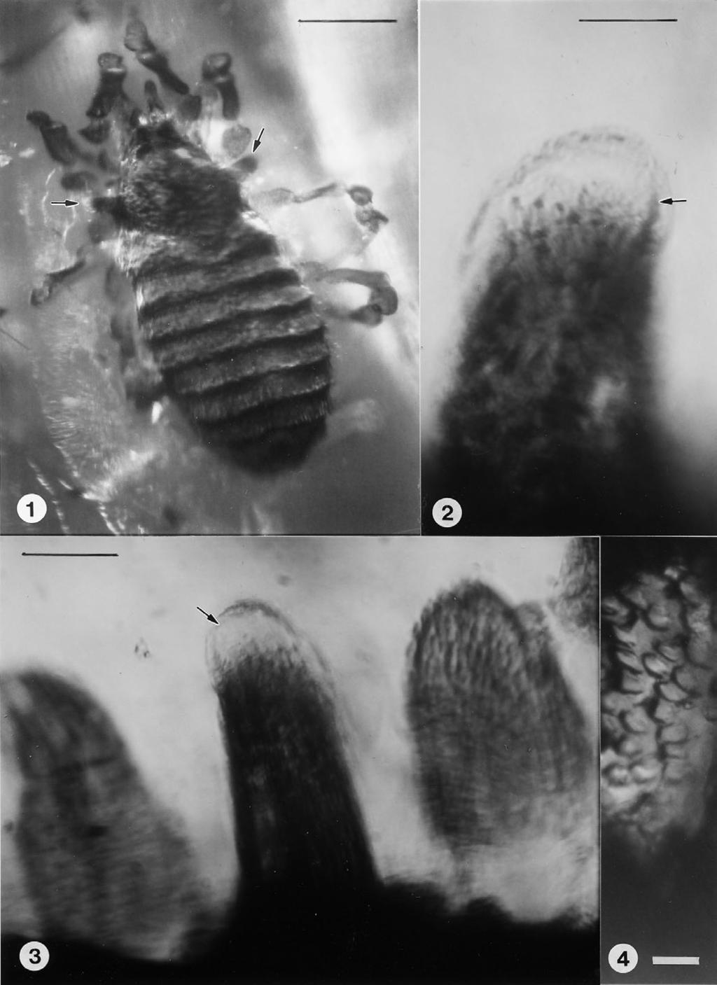 270 S. E. Makarov & R. N. Dimitrijević (Eds.) Figs. 1-4. Palaeosiro burmanicum. 1. Dorsal view of holotype male. Arrows show ozophores. Bar = 304 µm. 2. Ozophore. Arrow shows exit duct of stink gland.