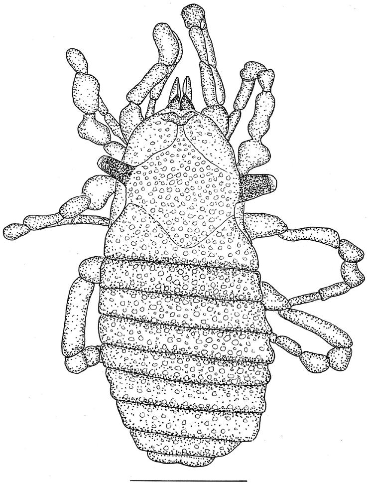 272 S. E. Makarov & R. N. Dimitrijević (Eds.) Fig. 8. Dorsum of Palaeosiro burmanicum. Bar = 368 µm. Fig. 9. Ventrum of Palaeosiro burmanicum. Bar = 380 µm.