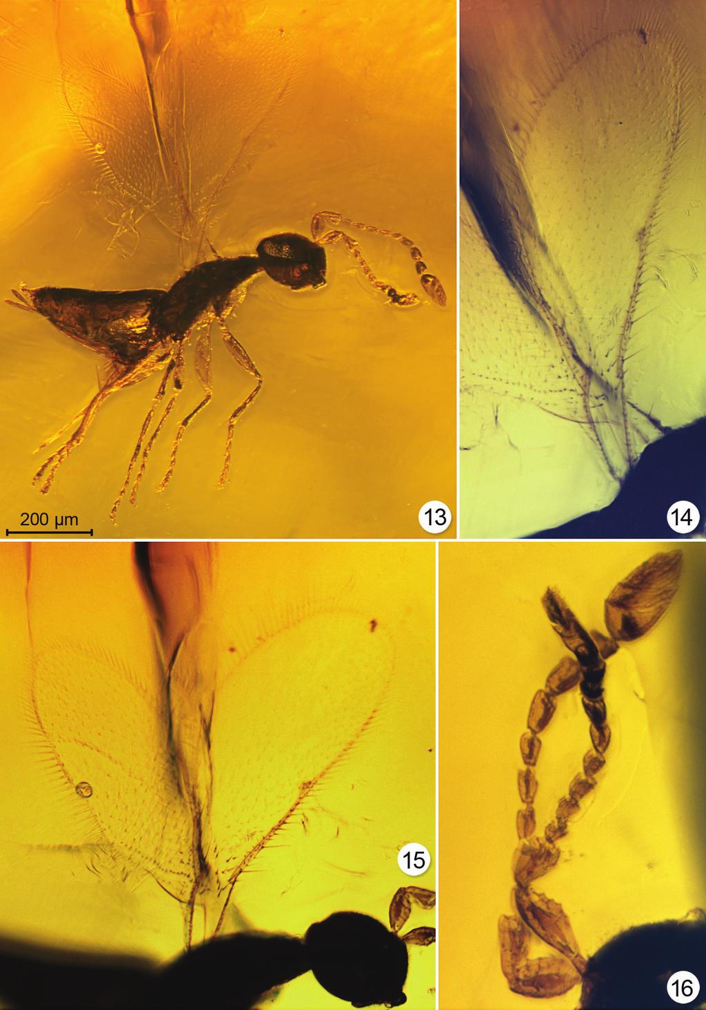 A new genus of fossil Mymaridae (Hymenoptera) from Cretaceous amber... 471 Figures 13 16.