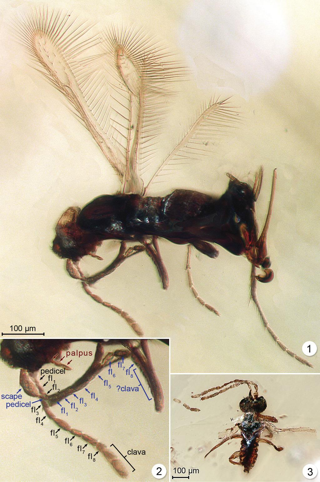 A new genus of fossil Mymaridae (Hymenoptera) from Cretaceous amber... 463 Figures 1 3.