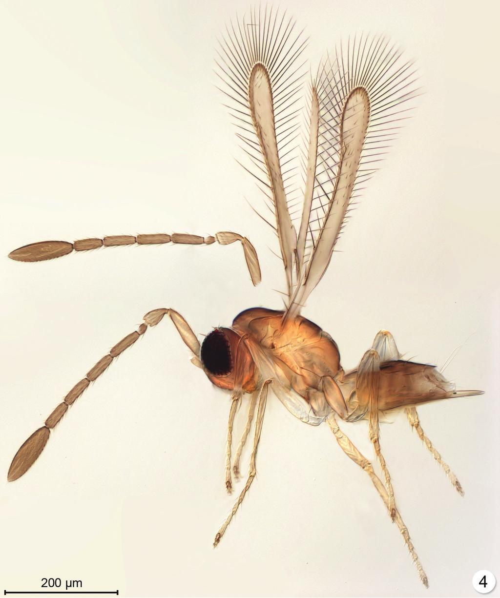 A new genus of fossil Mymaridae (Hymenoptera) from Cretaceous amber... 465 Figure 4. Arescon sp., an extant species from Thailand (lighting from below). Antenna.