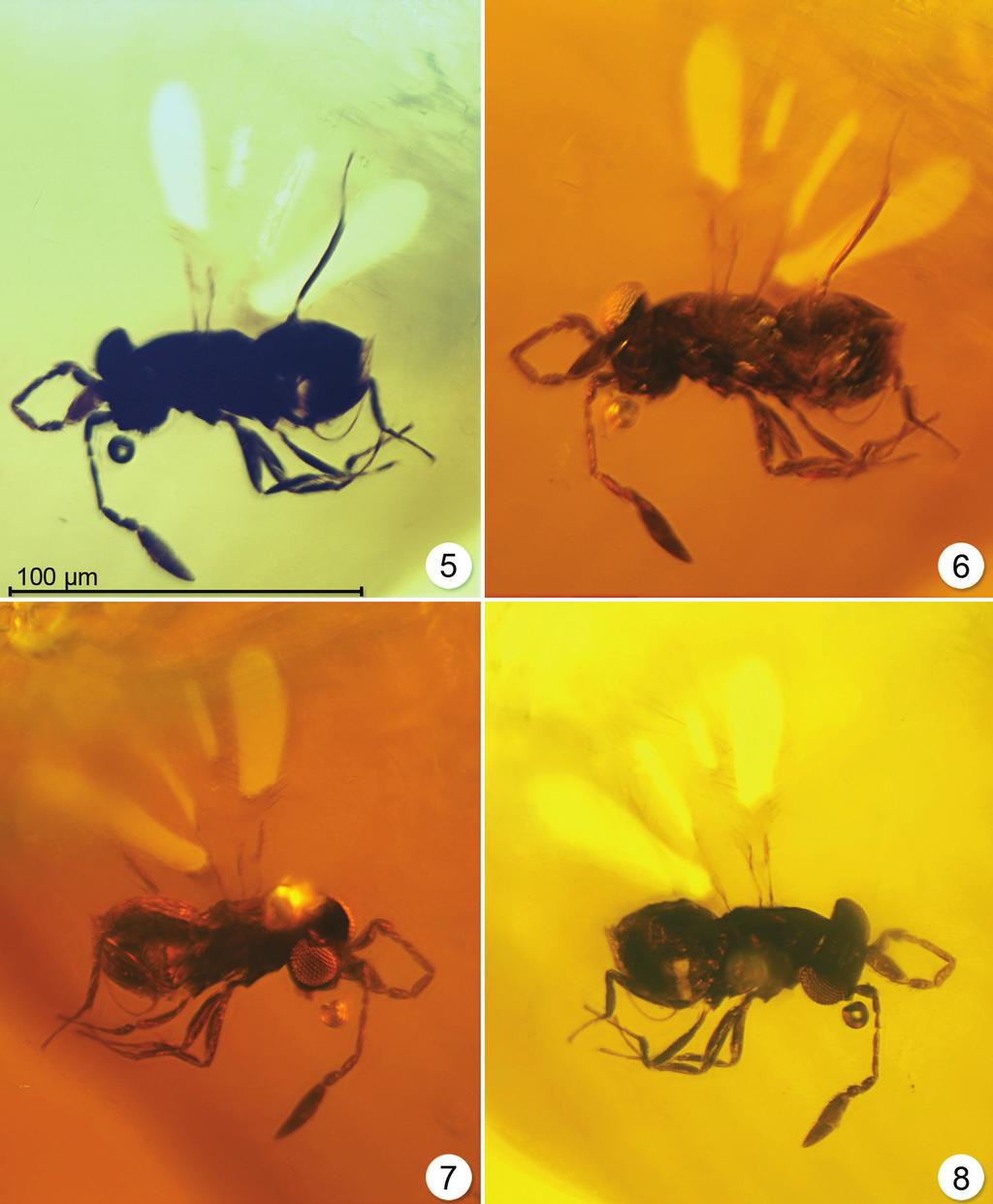 A new genus of fossil Mymaridae (Hymenoptera) from Cretaceous amber... 467 Figures 5 8. Enneagmus pristinus, holotype (left and right sides with lighting from below or the side).