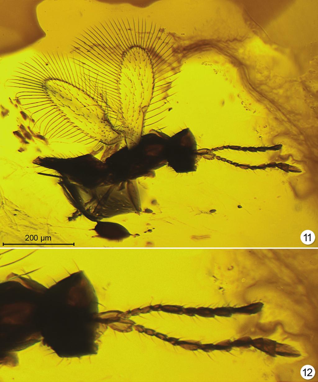 A new genus of fossil Mymaridae (Hymenoptera) from Cretaceous amber... 469 Figures 11 12. Macalpinia canadensis, holotype (lighting from below) 11 habitus 12 head and antennae.
