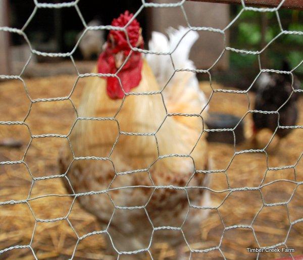 Chicken Wire or Cloth for Coops Hardware If it s called chicken wire, it must be for chickens, right? There are certain topics that veteran chicken owners are all too familiar with.
