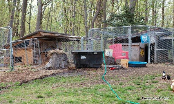 The next couple of weeks we kept the chickens, ducks and rabbits in their