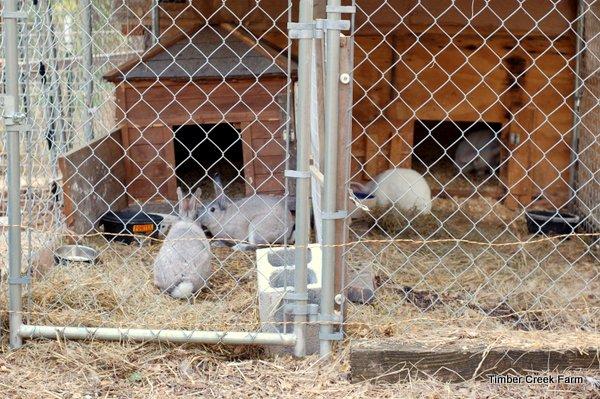 More than one way to add security from predators This is not the only way to add barriers to your poultry and small animal area.