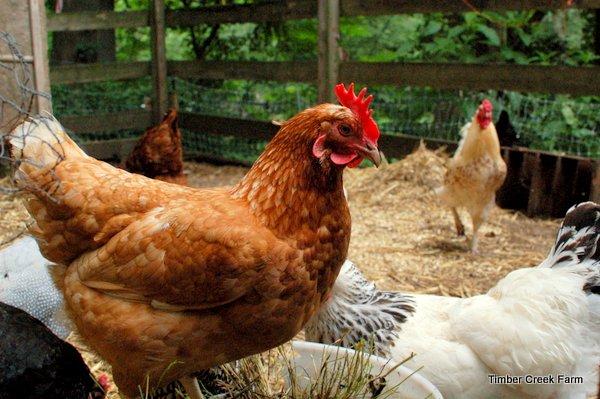 Here are a few instances where chicken wire may be used successfully. Chicken wire can be used to keep pullets separated from the older chickens inside the chicken run.