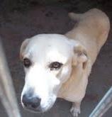 NAME: SARA (KEMPTON PARK) Sara is a 12 year old female Labbie looking for a forever retirement home. She was taken in but is not happy with the younger Labradors in her new home.
