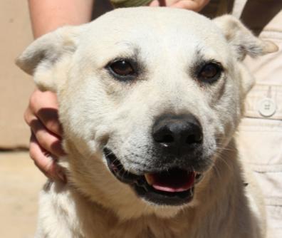 NAME: TOBY (CAPE TOWN) Toby is a 3-4 year old Lab cross who has had a dreadful time. He was badly abused and it has taken a long time to rehab him.