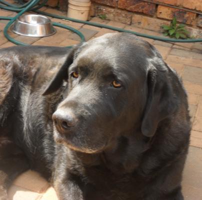 NAME: CAMILLA (RIVONIA) Camilla is a 5 year old purebred Black Female with papers.