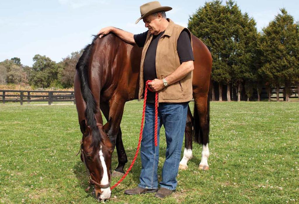 Hendra virus: Important information for all horse