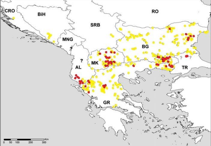 Egyptian Vulture Status Past 30 years species decline of 80% in Balkans (4-8% per year) Balkan Peninsula: less than 90 pairs Extinct in 90 s in: Croatia, Montenegro, Bosnia and Herzegovina, and