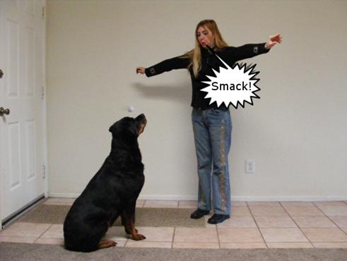 Troubleshooting Problems In some cases, your dog may not notice the treat in your hand. If so, try moving the hand with the cookie around a little to grab his attention.