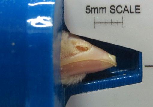 < 650 C 650 C > 650 C Blade temperature variation of up to 40 C is common due to external influences and cannot be detected by the human eye. Check that beaks have been properly and evenly trimmed.