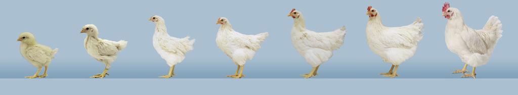 Growth and Development Focus on pullet rearing programs to optimize growth and development.