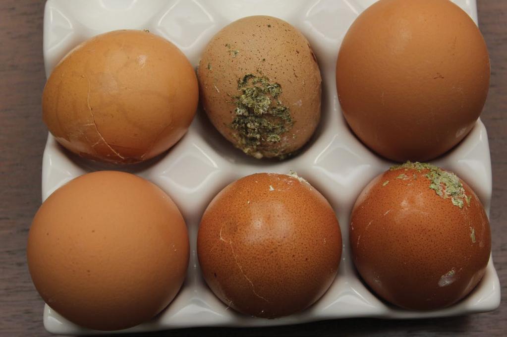 Hatching Egg Care Hy-Line Brown hatching eggs should weigh a minimum of 50 g from a flock at least 22 weeks of age.