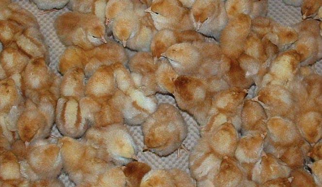 Incubation and Hatching Pre-warm hatching eggs to achieve maximum chick yield and uniformity