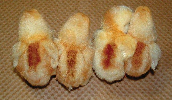 Maintain these groups so similar size chicks may be placed together in the brooder house.