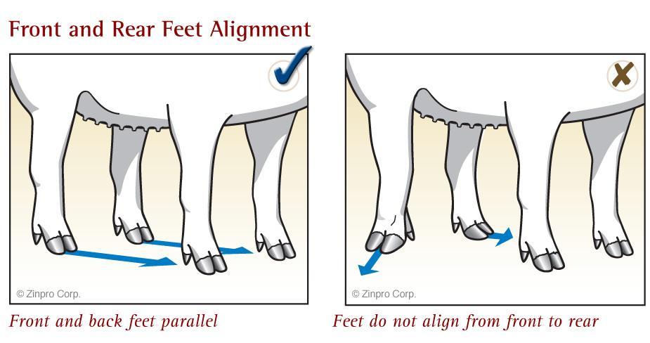 Figure 6. Drawings of properly and improperly positioned feet and legs in the pig.