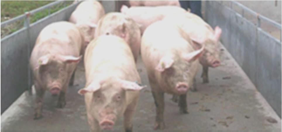 Lameness research presented o Study of sows in loose vs.