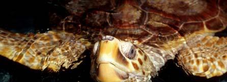 Sea Turtle Research Program Cooperative Efforts & Studies USACE USACE