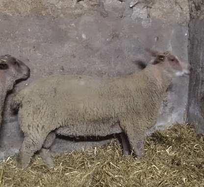 Ram Lambs Lot 49: H1-18-009 Twin DOB: 29 th December 2018 Sire: Rockvilla Oscar Dam Sire: Kilronan Zanardi This lamb is by Rockvilla, weighed 76kgs 29 th June and scanned XXX Muscle with XX Fat, he
