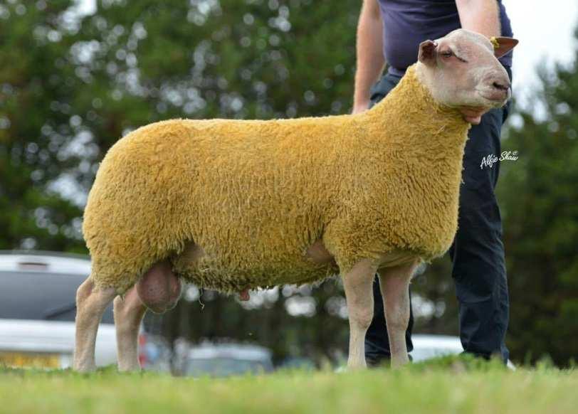 Stock Rams Rockvilla Oscar 14VV01335 Sire: Loanhead Nashville Dam Sire: Hondu Investigator Purchased from the Rockvilla flock at the Dungannon sale jointly with the Deerpark A3 flock prior to their