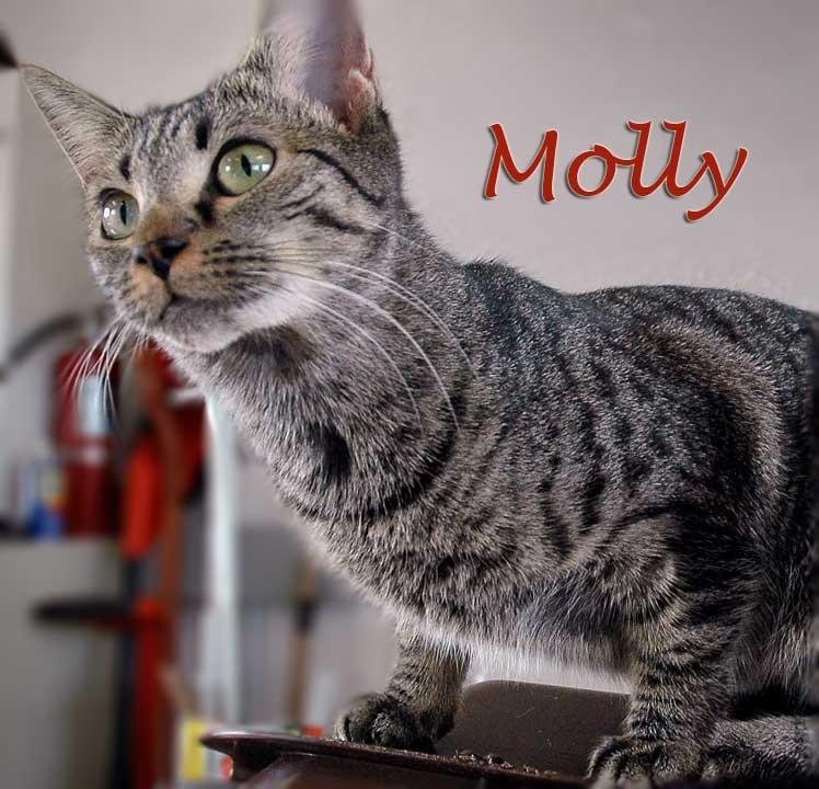 She must massage their little tummies and clean their little bottoms after they eat so they will grow up healthy. Molly is one of those precocious 5 pound female cats we all love.