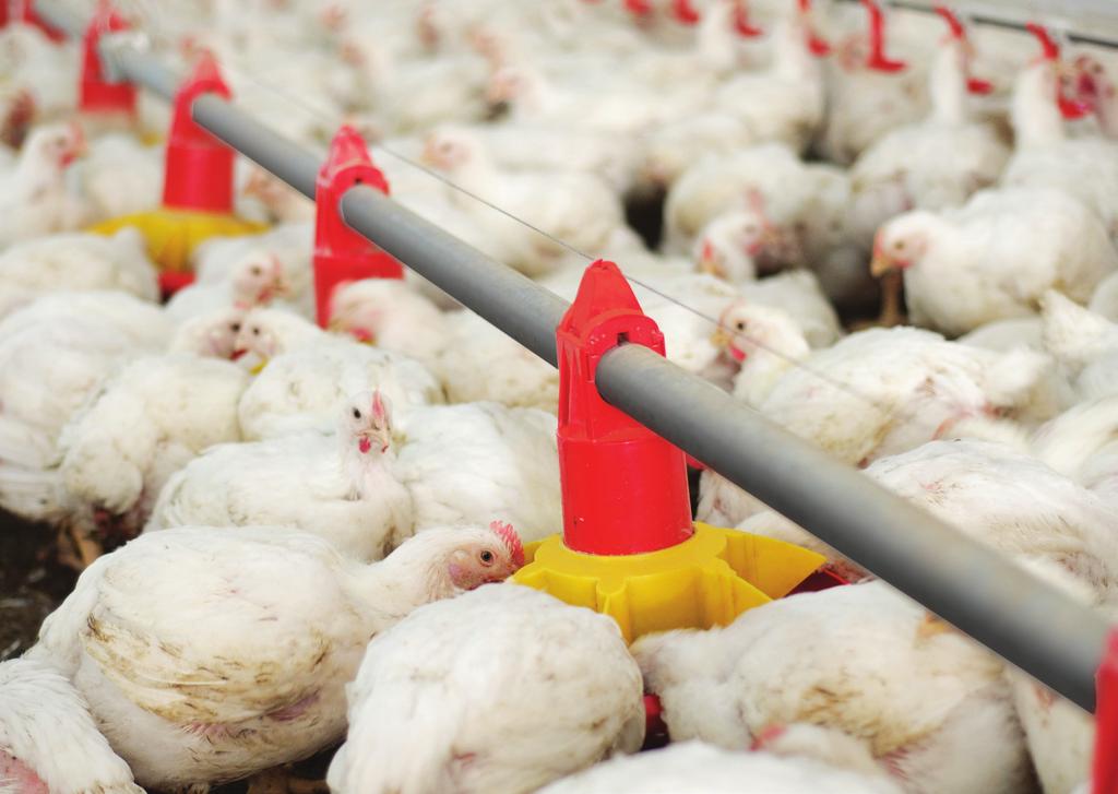 Poultry Systems Global Presence