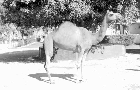 98 Mewari and Jaisalmeri Camels in India good number of breedable males, this problem is not likely to play a major role in near future.