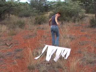 Video: Drag sampling (http://youtu.be/5elt1c4s4ks) Ideally three drags are performed in each of grassland, woodland and gully sub-habitats within larger habitats.