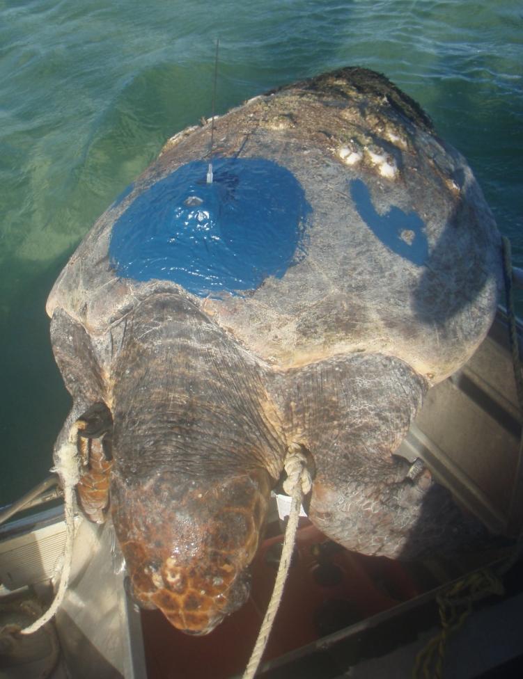 Figure 2. Male loggerhead with SPOT satellite tag and antifouling paint.
