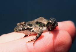 Global Amphibian Decline 5000 species 1/3 threatened Causes Habitat loss Introduced species Over exploitation Contamination/pollution Disease Cricket Frog (Acris crepitans) Herp Conservation Wetlands