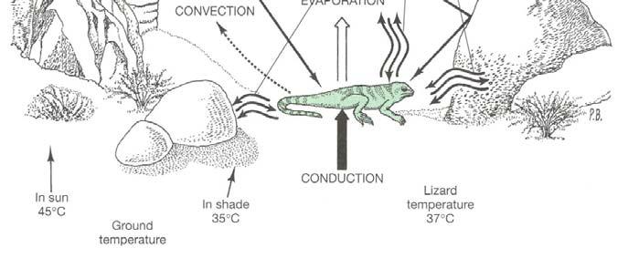 Herps are Ectotherms Ectothermy heat from outside Endothermy heat from within Amphibians