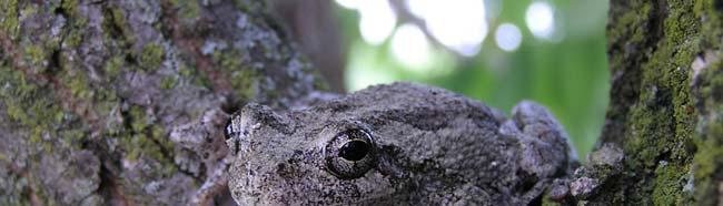 Hylids: The Treefrogs Hylidae Treefrogs are often, though