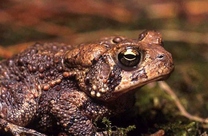Bufonids: the True Toads Bufonidae Bumpy skin does not a toad make May be found far from water Skin looks dry, but evaporative water loss across skin is comparable to other frogs, Which is comparable