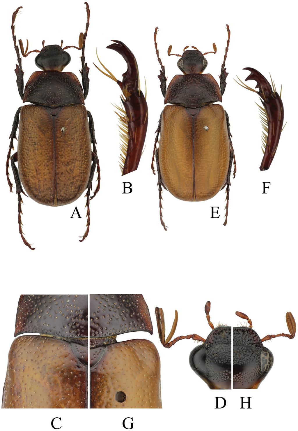 148 SEHNAL et al.: Revision of the Canuschiza insularis species group (Scarabaeidae) Figs 4A H. Canuschiza dracaena sp. nov.