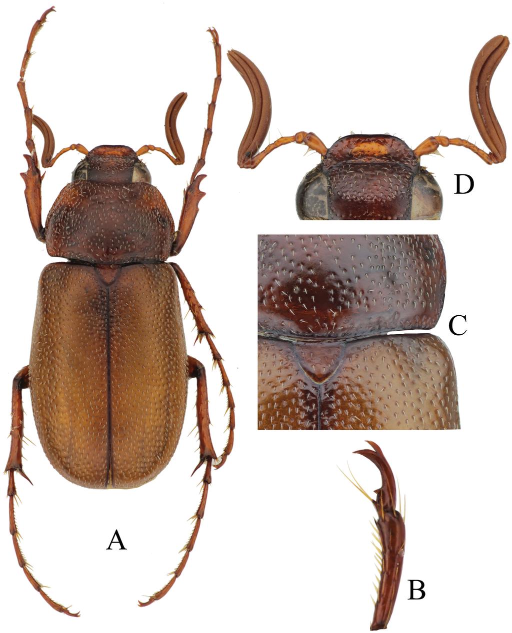 Acta Entomologica Musei Nationalis Pragae, 54 (supplementum), 2014 153 Figs 5A D. Canuschiza firmihin sp. nov.