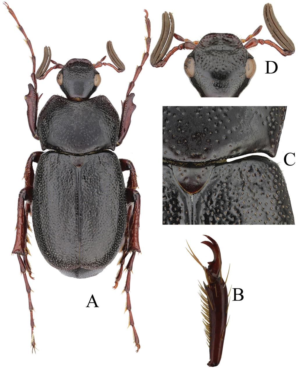 154 SEHNAL et al.: Revision of the Canuschiza insularis species group (Scarabaeidae) Figs 6A D. Canuschiza hagher sp. nov.