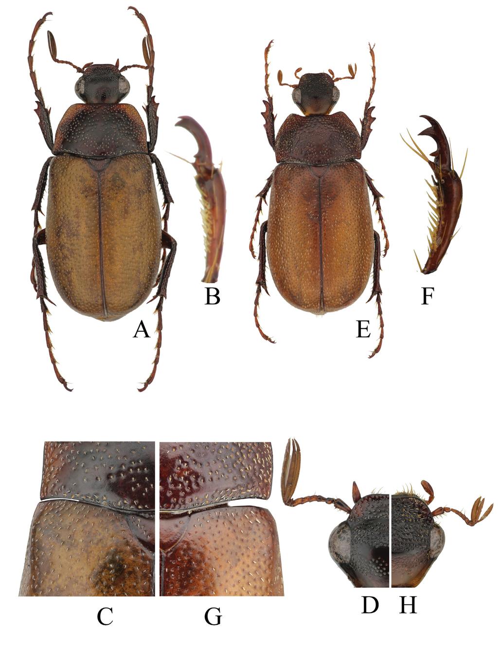 160 SEHNAL et al.: Revision of the Canuschiza insularis species group (Scarabaeidae) Figs 8A H. Canuschiza jatropha sp. nov.